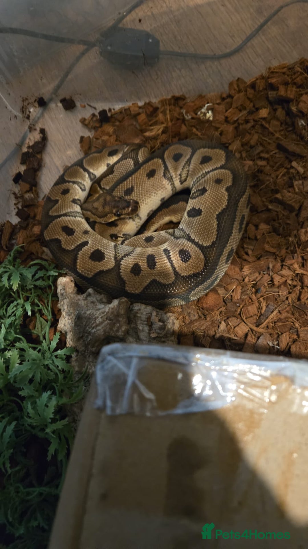 Python Snake reptiles for sale: 2 ball pythons for sale  - Advert 4