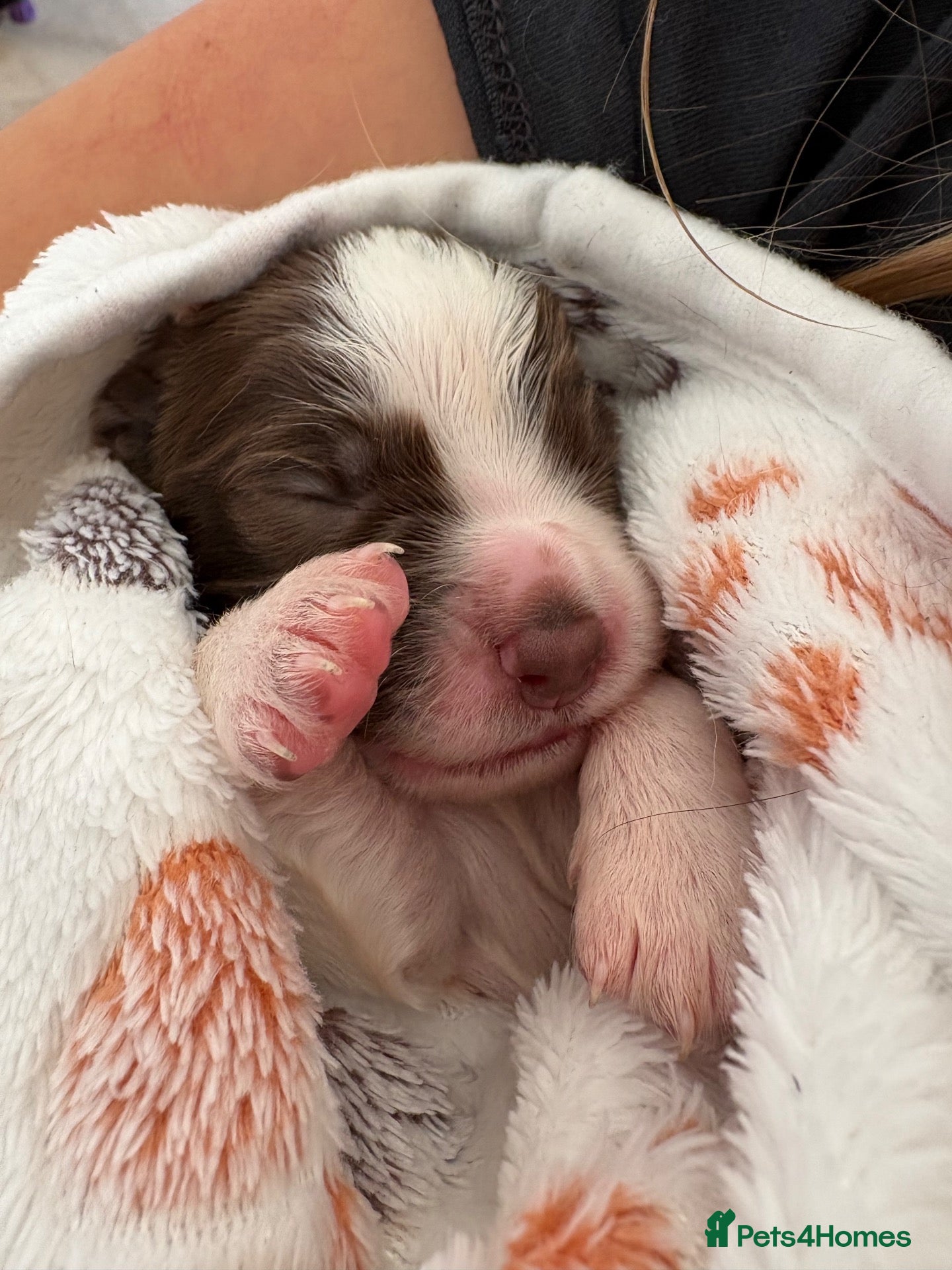 English Springer Spaniel dogs Litter of springer spaniel puppies!  - Advert 3