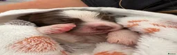 English Springer Spaniel dogs for sale: Litter of springer spaniel puppies!  - Advert 1