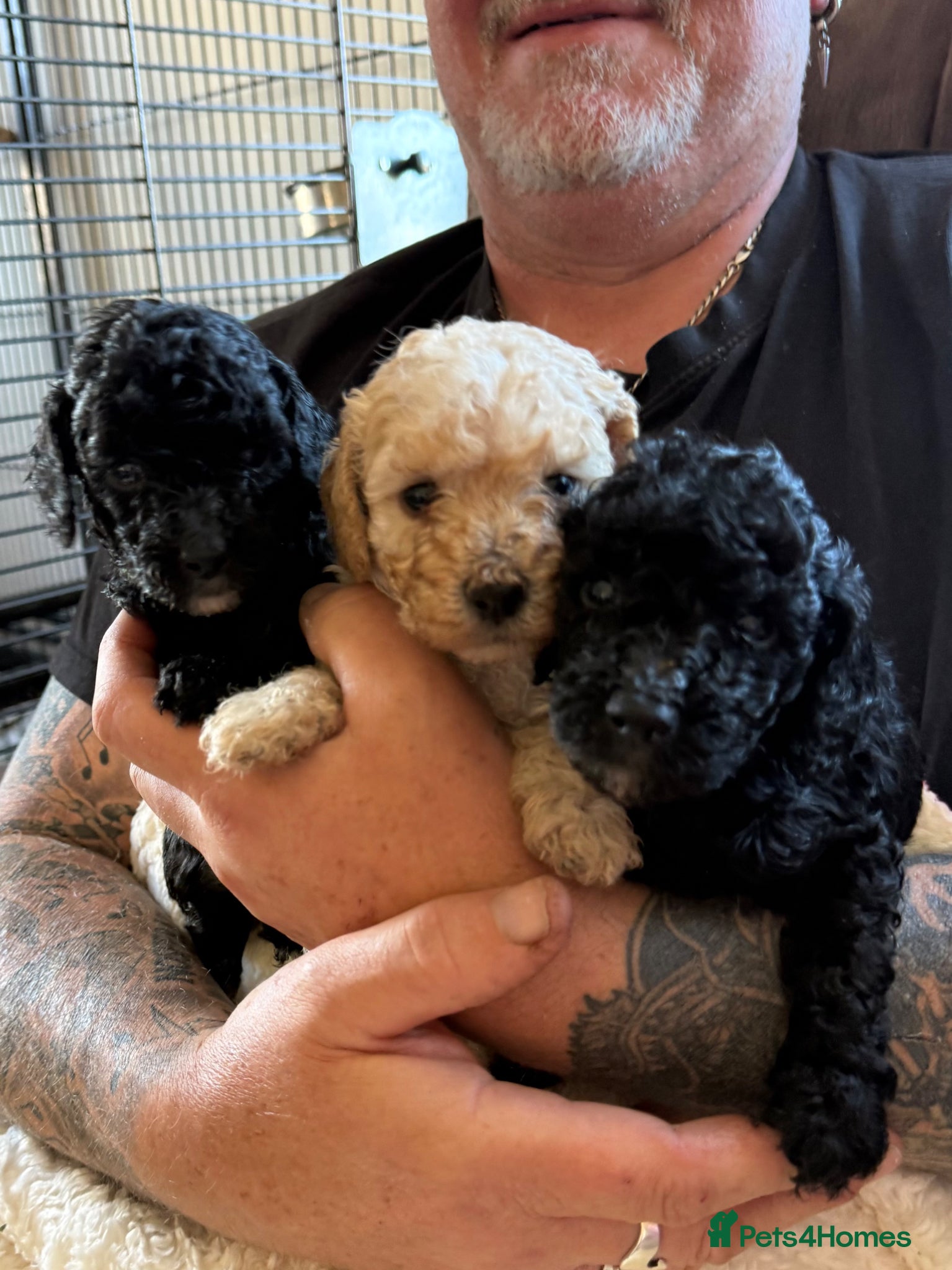 Miniature Poodle dogs Small Fluffy Miniature Poodles - Advert 1
