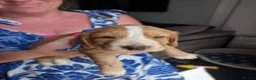 Cocker Spaniel dogs for sale: cocker  in Leamington Spa - Advert 8