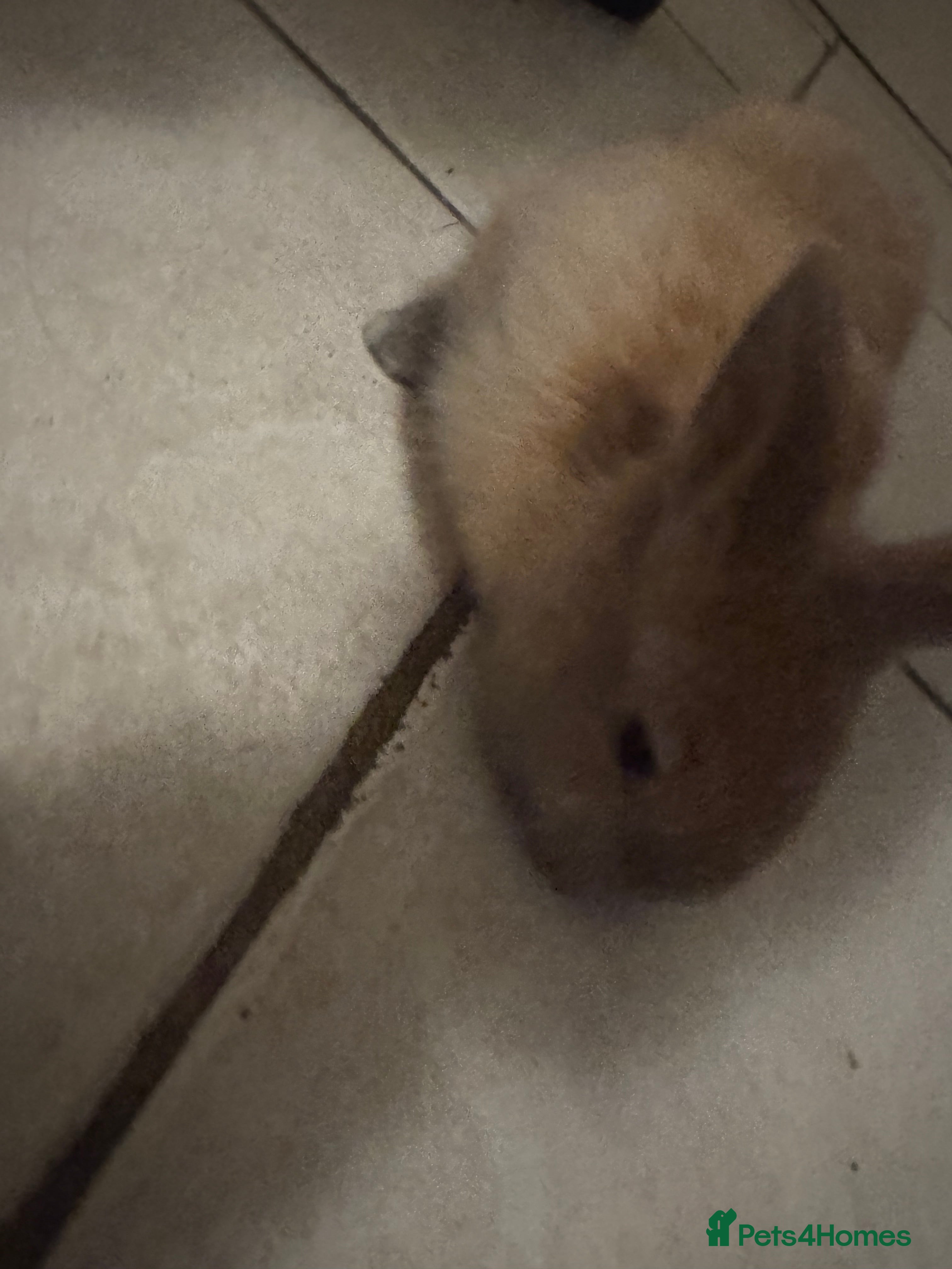 Mini Lop rabbits mini lop rabbit  - Advert 1