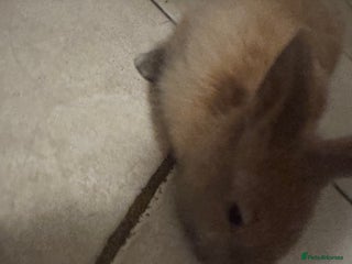 Mini Lop rabbits mini lop rabbit - Advert 1