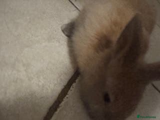 Mini Lop rabbits mini lop rabbit - Advert 11