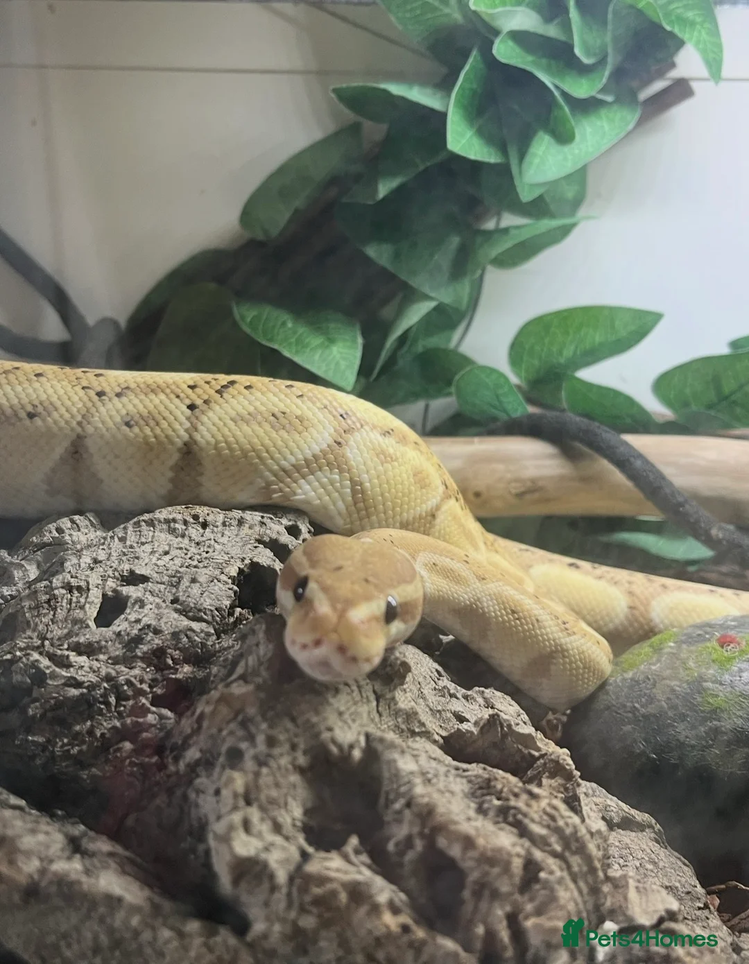 Python Snake reptiles for sale: 3 year old male banana ball python in Bury Saint Edmunds - Advert 2