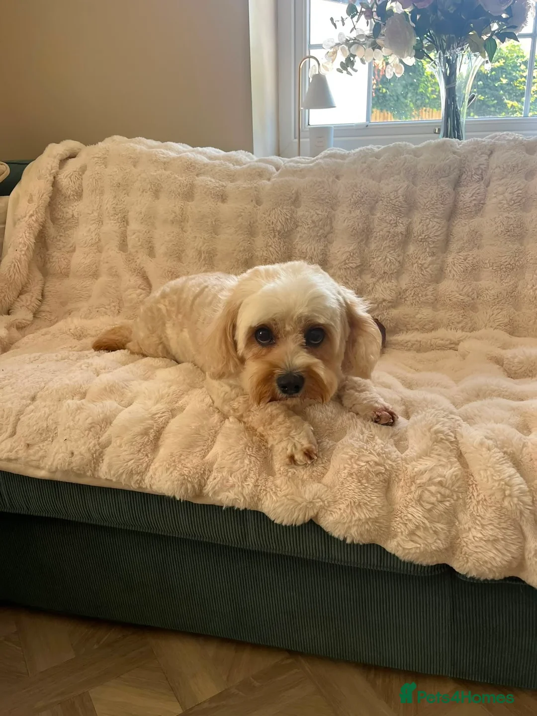 Cavachon dogs for sale: Cavachon female fully trained female (spayed) - Advert 6