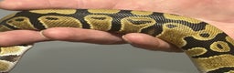 Python Snake reptiles for sale: Male python 5 months old - Advert 3