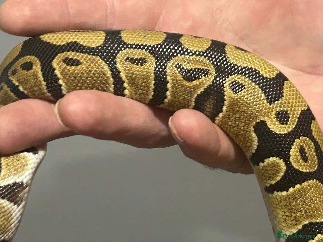 Python Snake reptiles for sale: Male python 5 months old - Advert 3