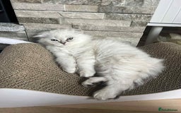 Scottish Fold cats for sale: Beautiful Scotish fold  - Image 4