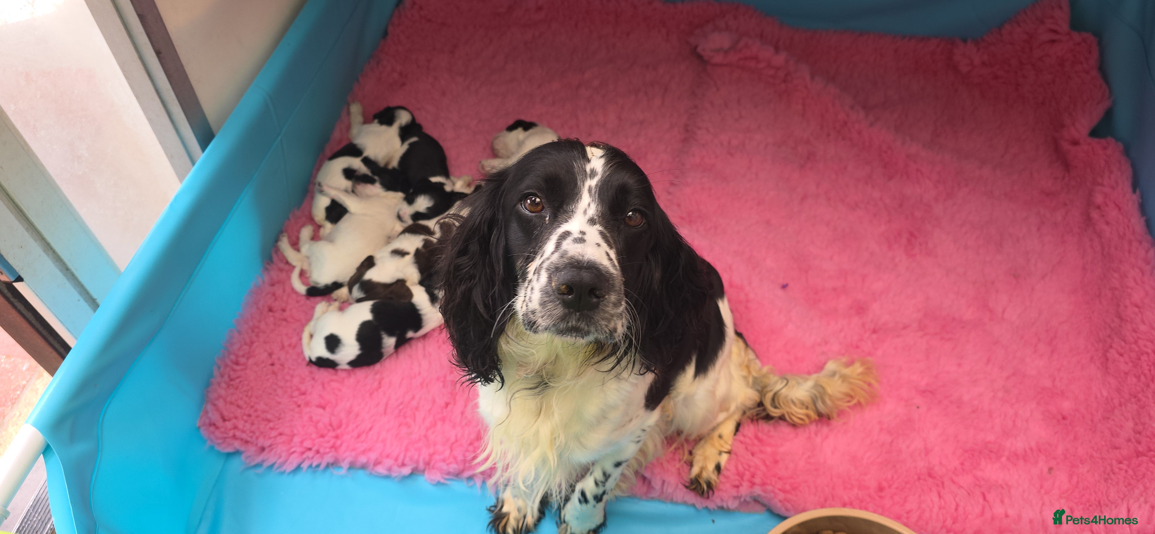 English Springer Spaniel dogs KC Homebred Health Tested Vet Social Pups 🩷 - Advert 2