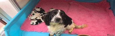 Destrier Rose Belle - Black/ White Girl