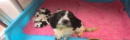 English Springer Spaniel dogs for sale: KC Homebred Health Tested Vet Social Pups 🩷 - Advert 27