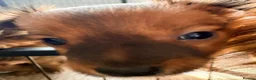 Mixed Breed dogs for sale: Small mixed breed puppies for sale  in Gloucester - Advert 6