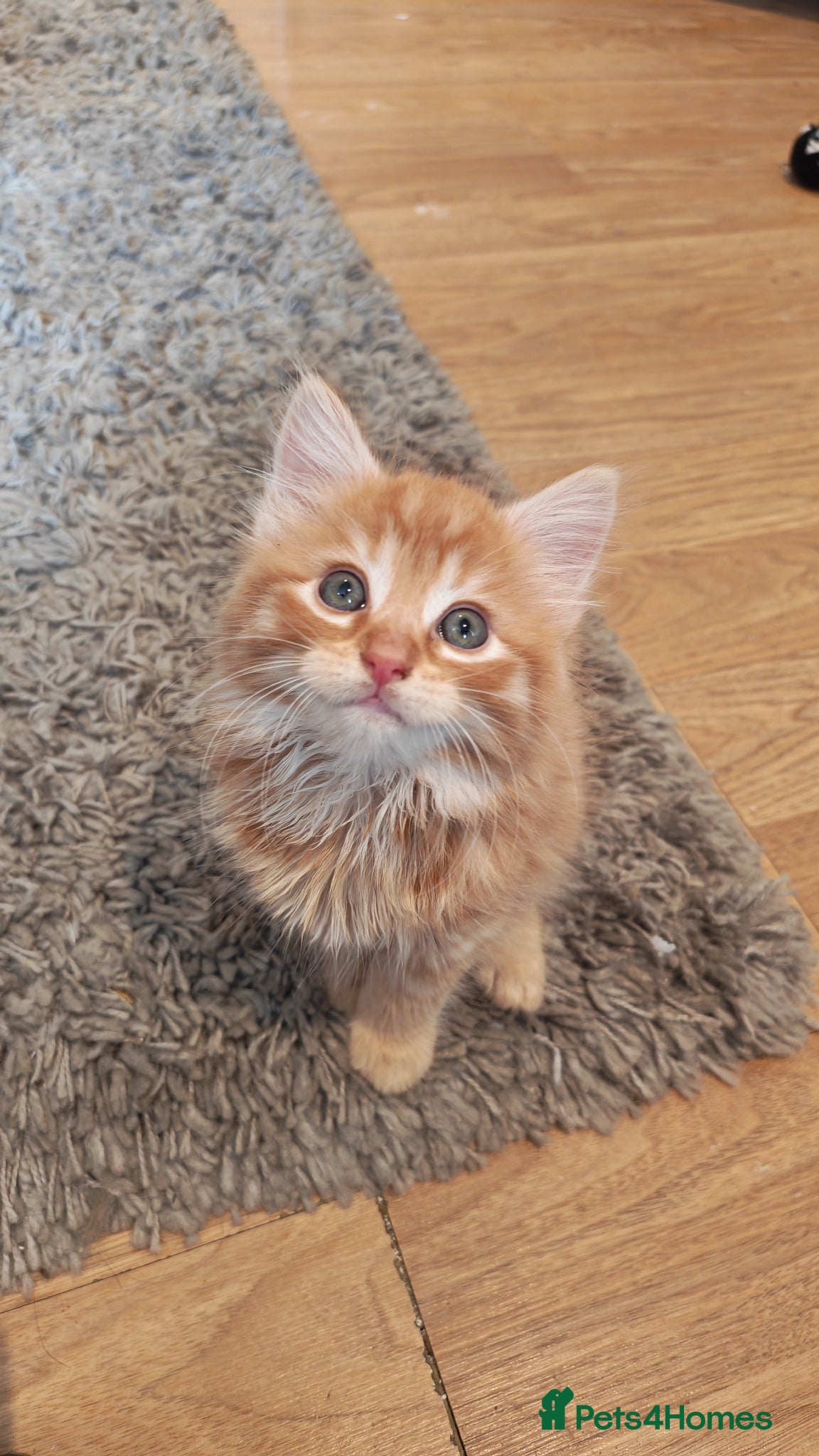 Mixed Breed cats Two fluffy ginger kittens left - Advert 2
