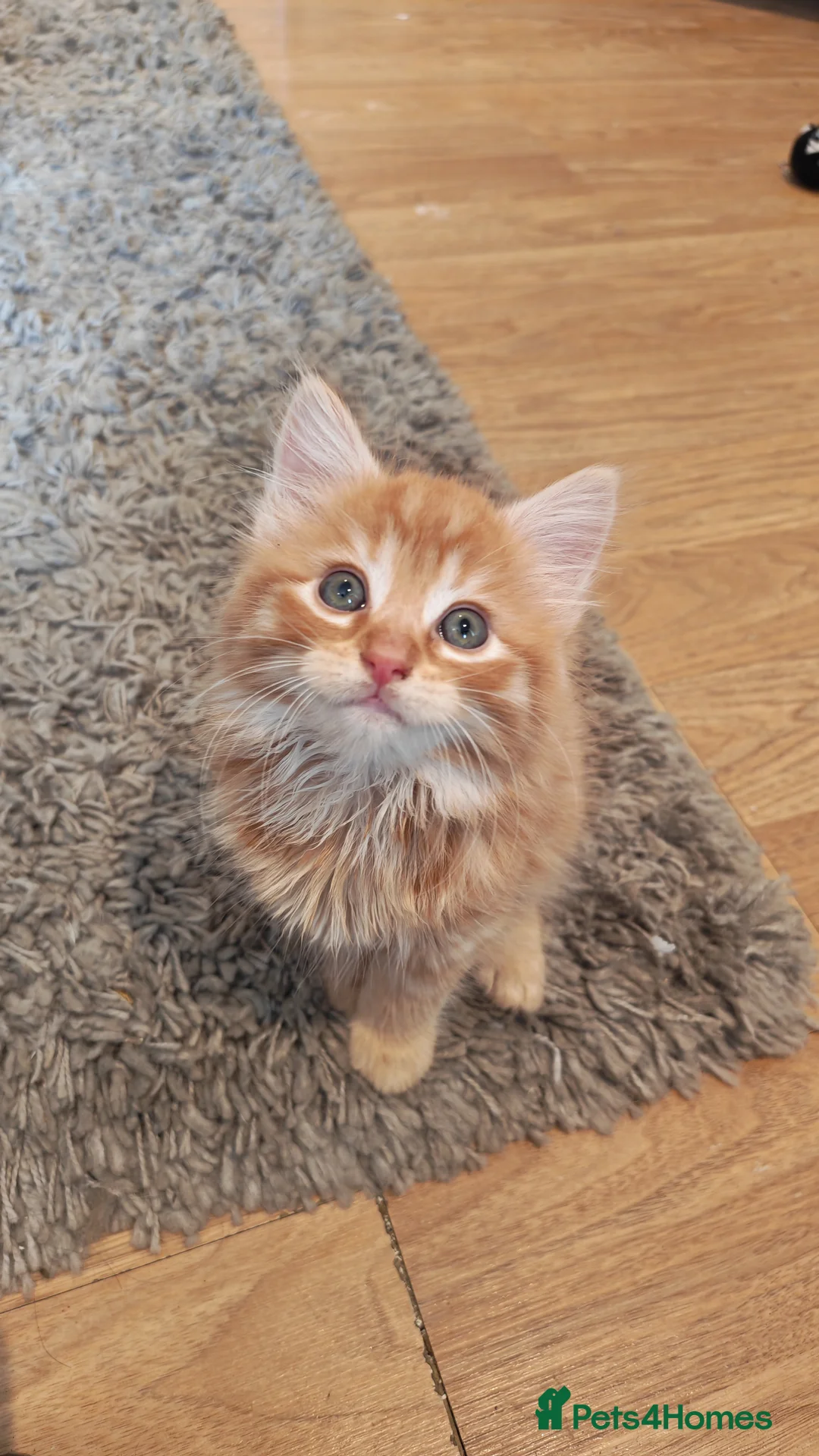 Mixed Breed cats for sale: Two fluffy ginger kittens left - Advert 1