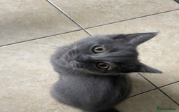 British Shorthair cats for sale: BSH x Ragdoll - Ready Now - Image 10