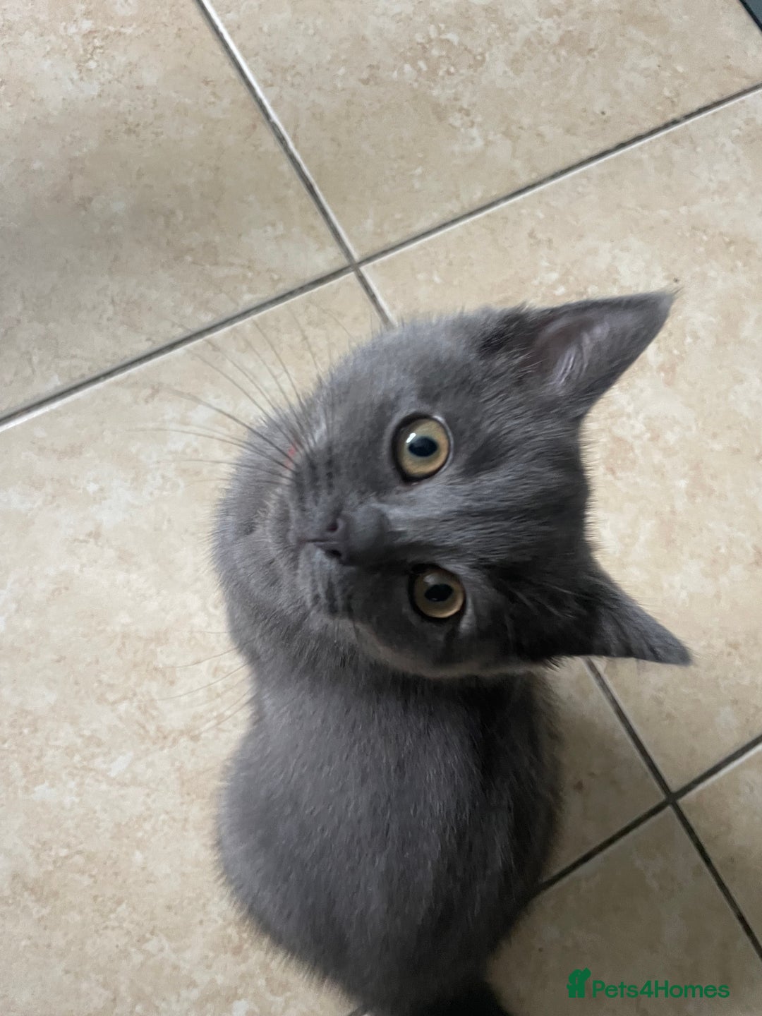 British Shorthair cats for sale: BSH x Ragdoll - Ready Now - Image 10