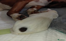 Boxer dogs for sale: Beautiful litter of six - Advert 9