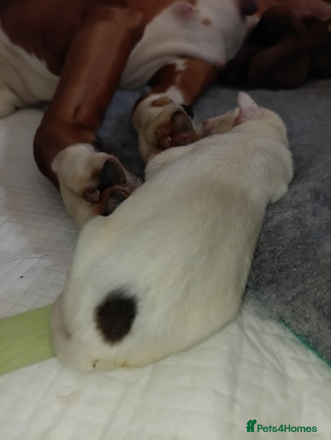 Boxer dogs for sale: Beautiful litter of six - Advert 9