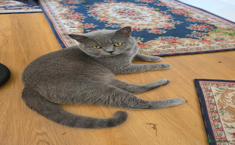 British Shorthair cats - Advert 15