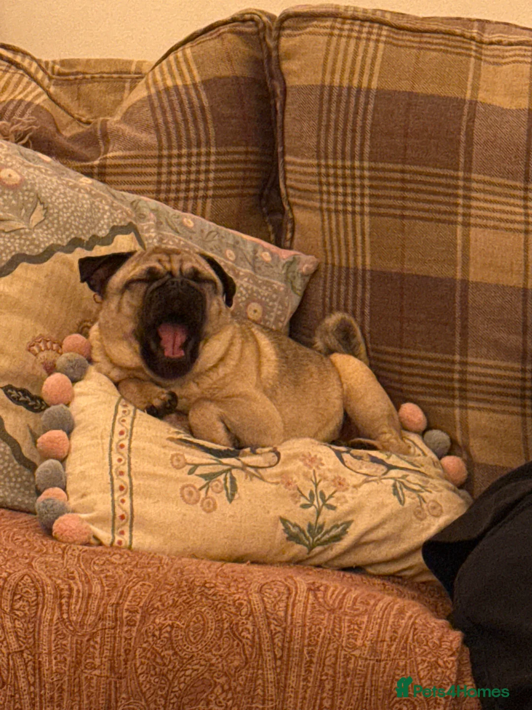 Pug dogs for sale: Lovely little pug looking for new home in Christchurch - Advert 4