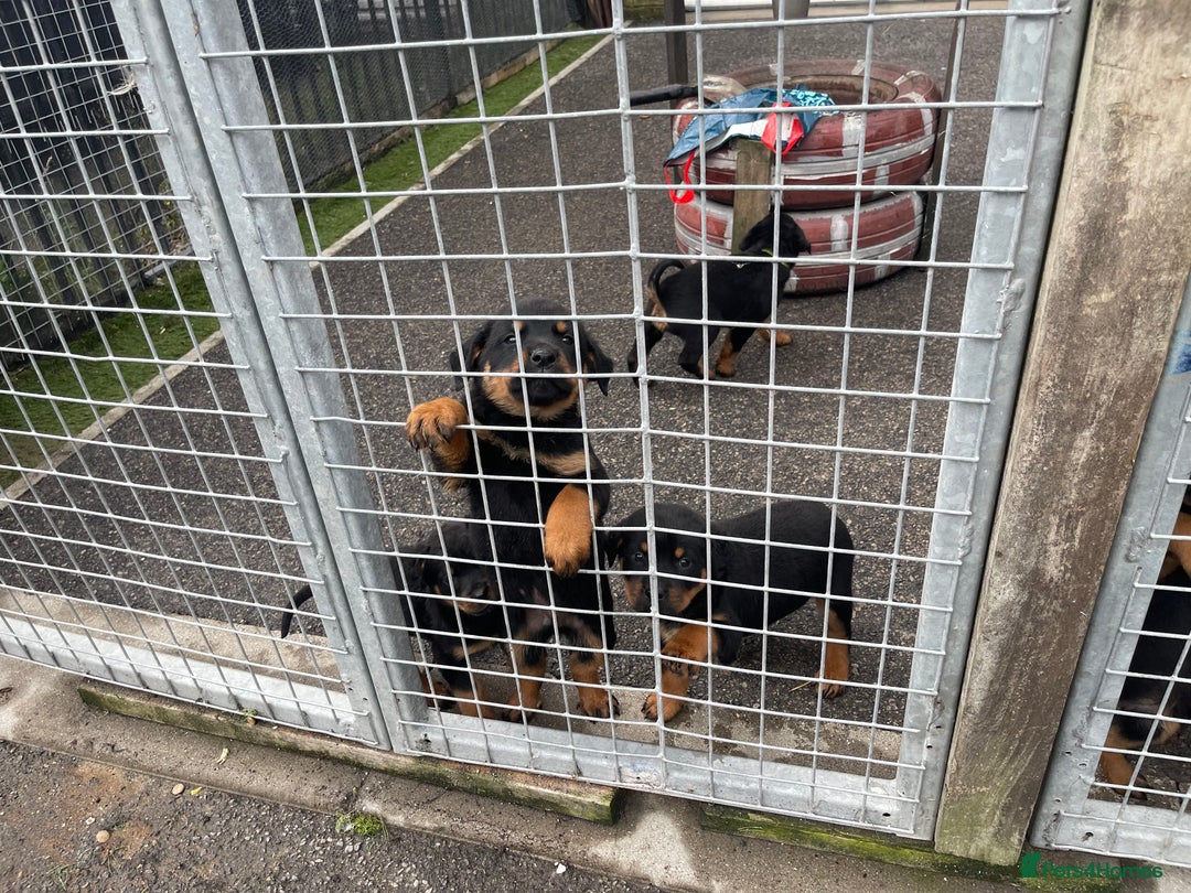 Rottweiler dogs for sale: Rottweiler/rotty puppies - Image 38