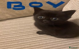 British Shorthair cats for sale: Cross half BRITISH shorthair kittens  - Advert 1