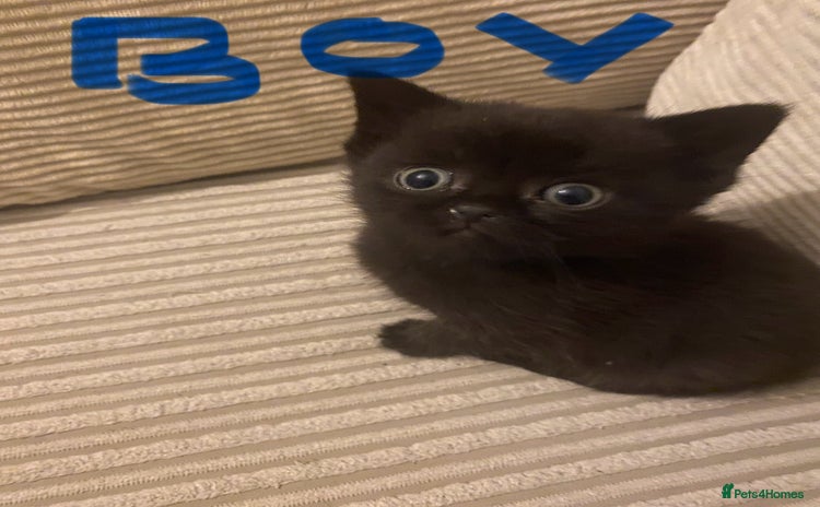 British Shorthair cats Cross half BRITISH shorthair kittens  - Advert 3