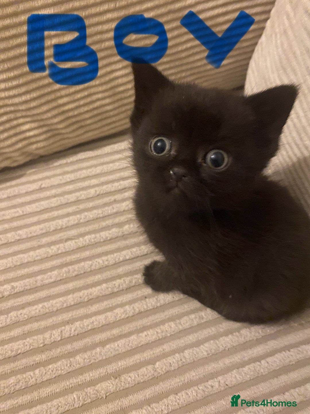 British Shorthair cats for sale: Cross half BRITISH shorthair kittens  - Advert 1