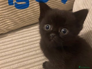 British Shorthair cats Cross half BRITISH shorthair kittens - Advert 2