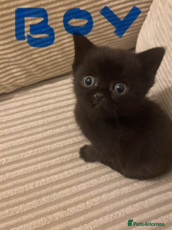 British Shorthair cats Cross half BRITISH shorthair kittens - Advert 2