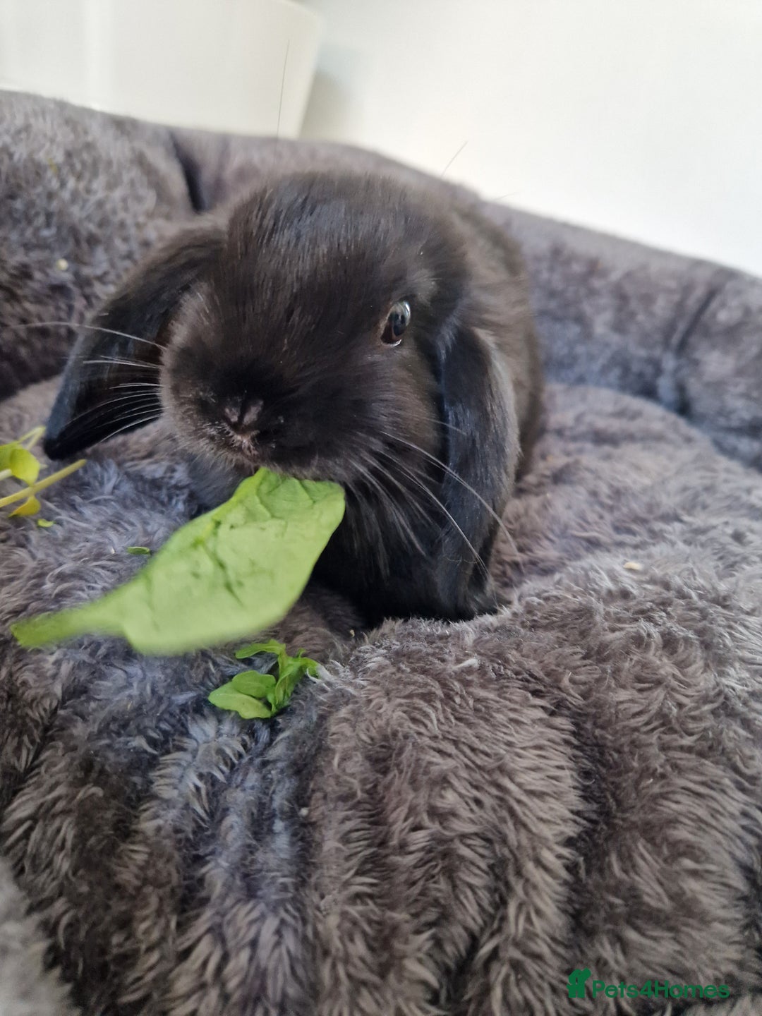 Mini Lop rabbits for sale: 🐰 Mini Lop Buck Rabbits for Sale – 9 Weeks Old 🐰 - Image 3