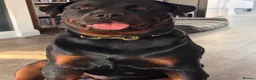 Rottweiler dogs for stud: KC Rottweiler for stud - Advert 4