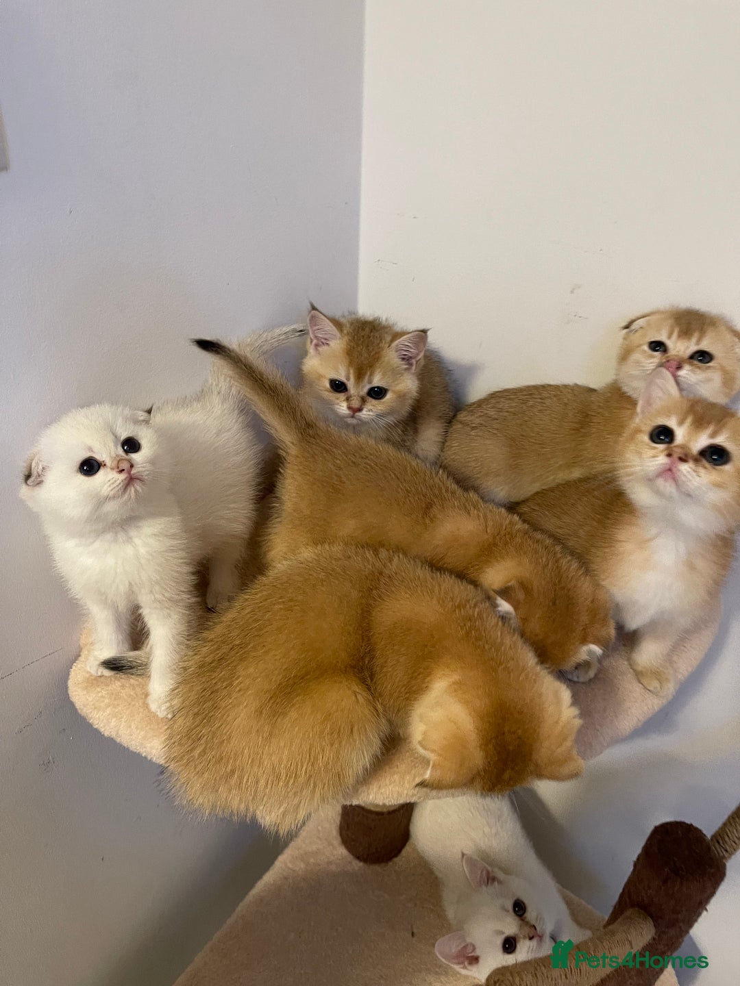 Scottish Fold cats for sale: LUXURY GOLDEN CHINCHILLA SCOTTISH FOLD KITTENS  - Image 11