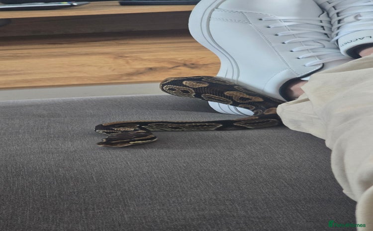 Python Snake reptiles - Advert 5