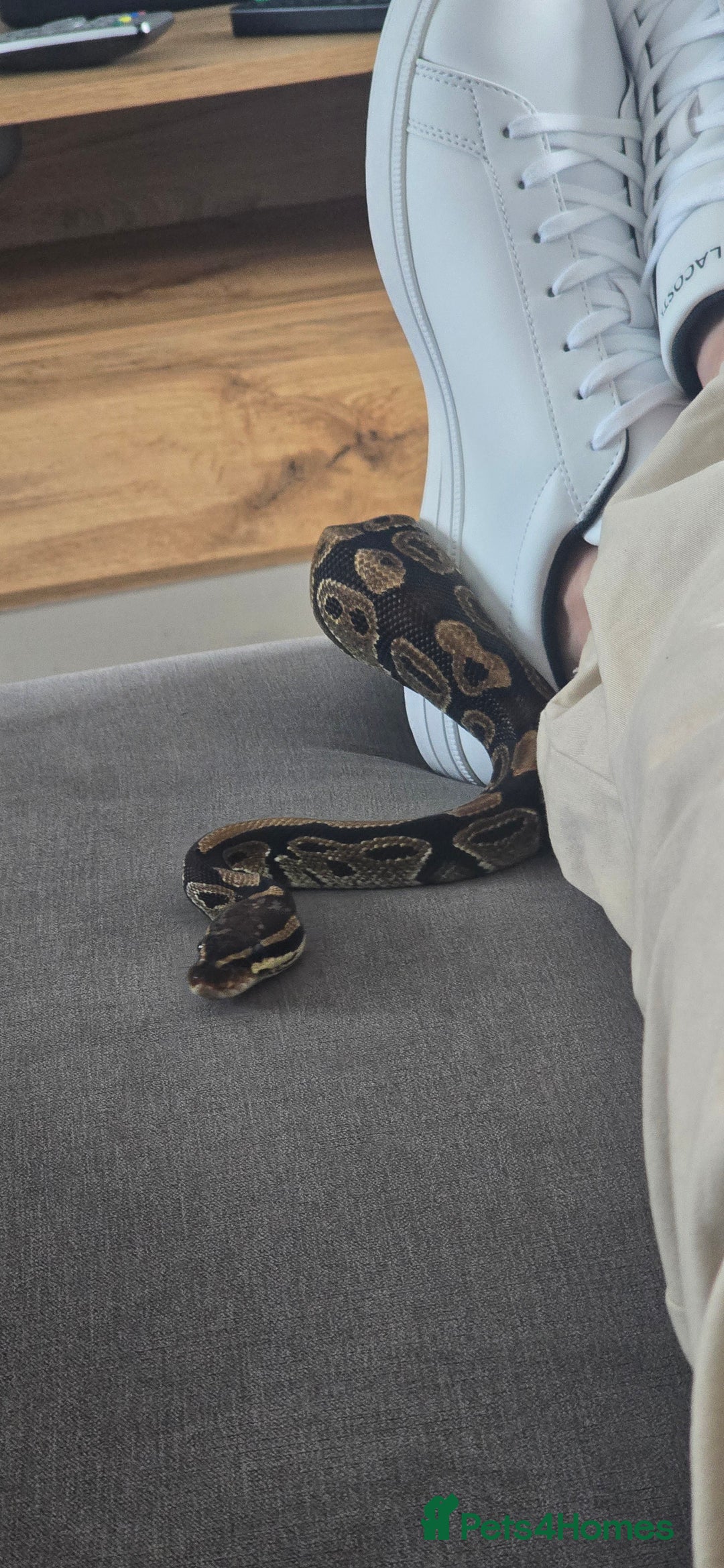 Python Snake reptiles for sale: Male ball python - Image 1