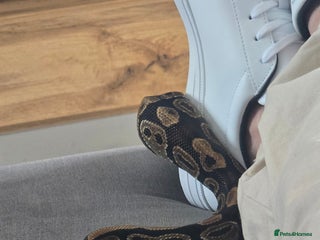 Python Snake reptiles - Advert 10