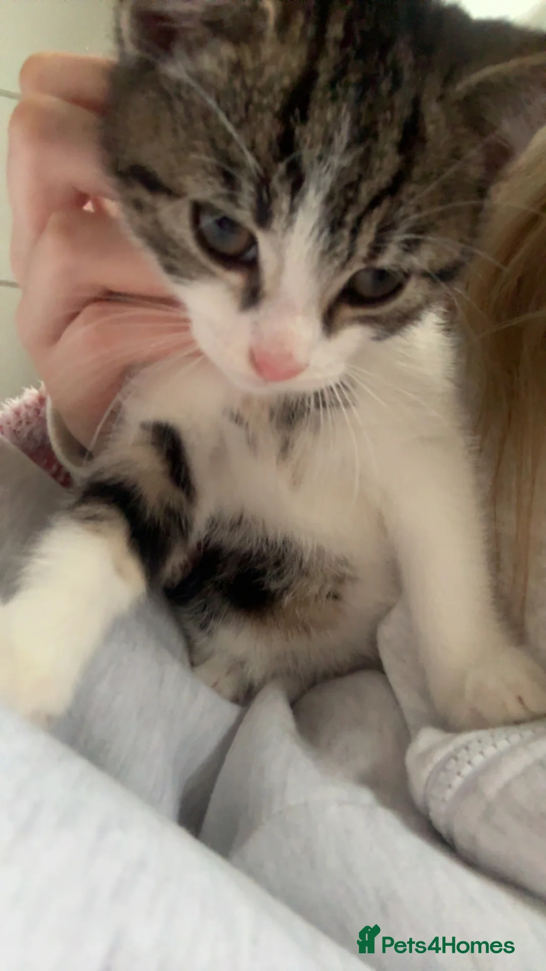 Mixed Breed cats for sale: Tabby kitten for sale  in Keighley - Advert 3
