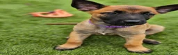 Belgian Shepherd Dog dogs for sale: 2 Belgian Malinois female pups - Advert 10