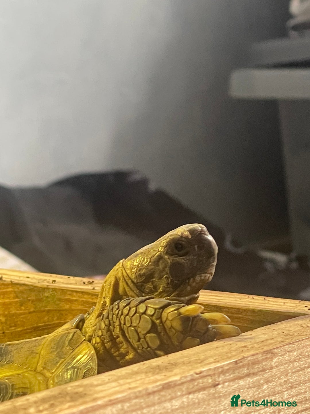 Tortoise reptiles for sale: Horsfield Tortoise  - Image 4