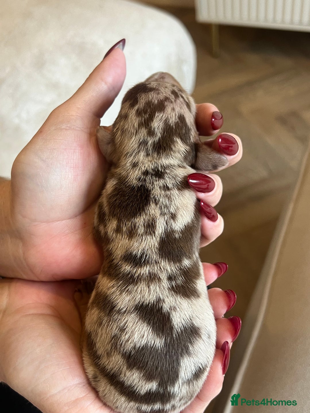 Miniature Dachshund dogs for sale: Beautiful litter of miniature dachshund  - Advert 26