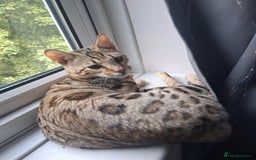 Bengal cats for sale: Beautiful 1/2 bengal kittens - Image 35