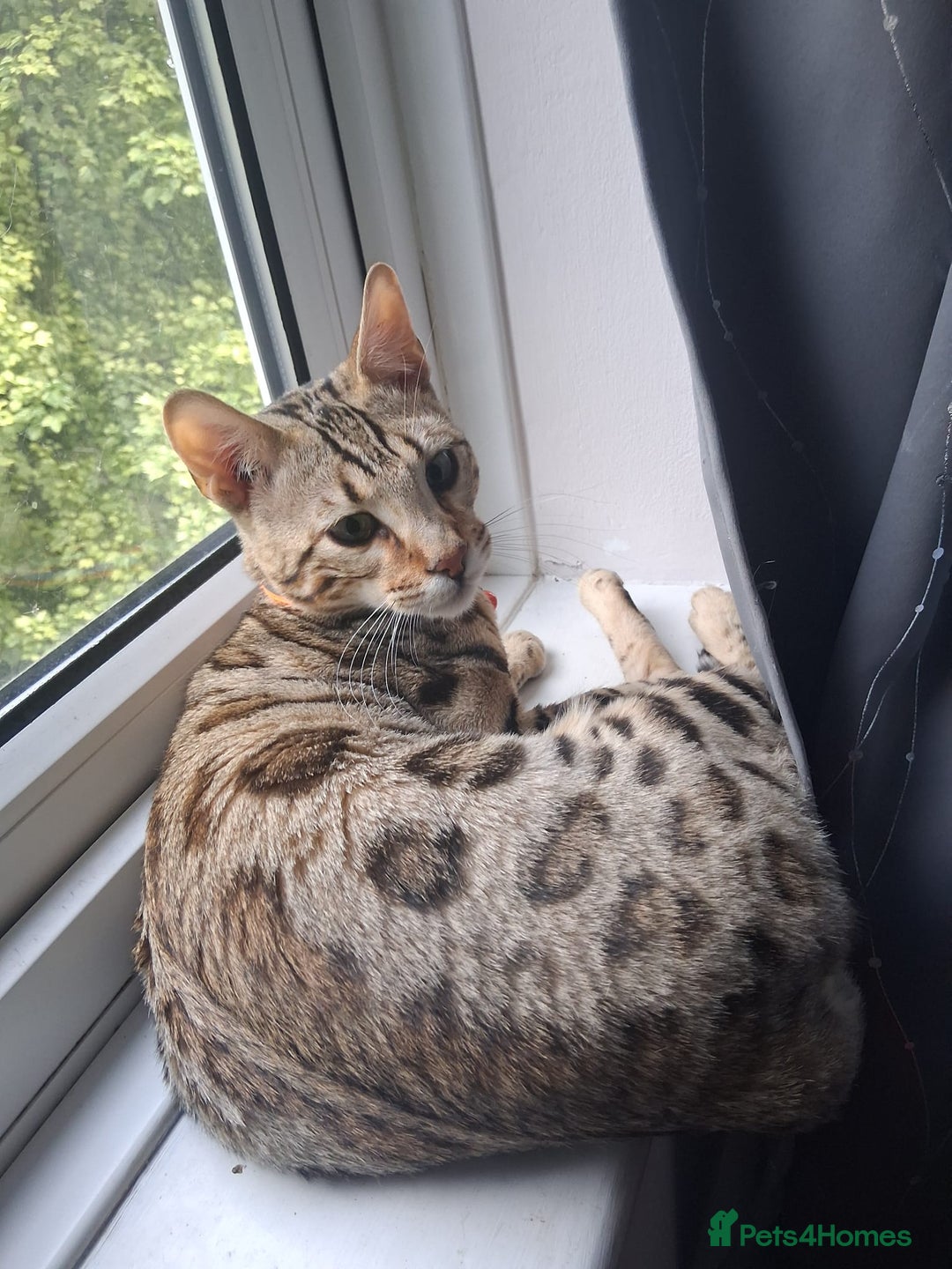 Bengal cats for sale: Beautiful 1/2 bengal kittens - Image 35