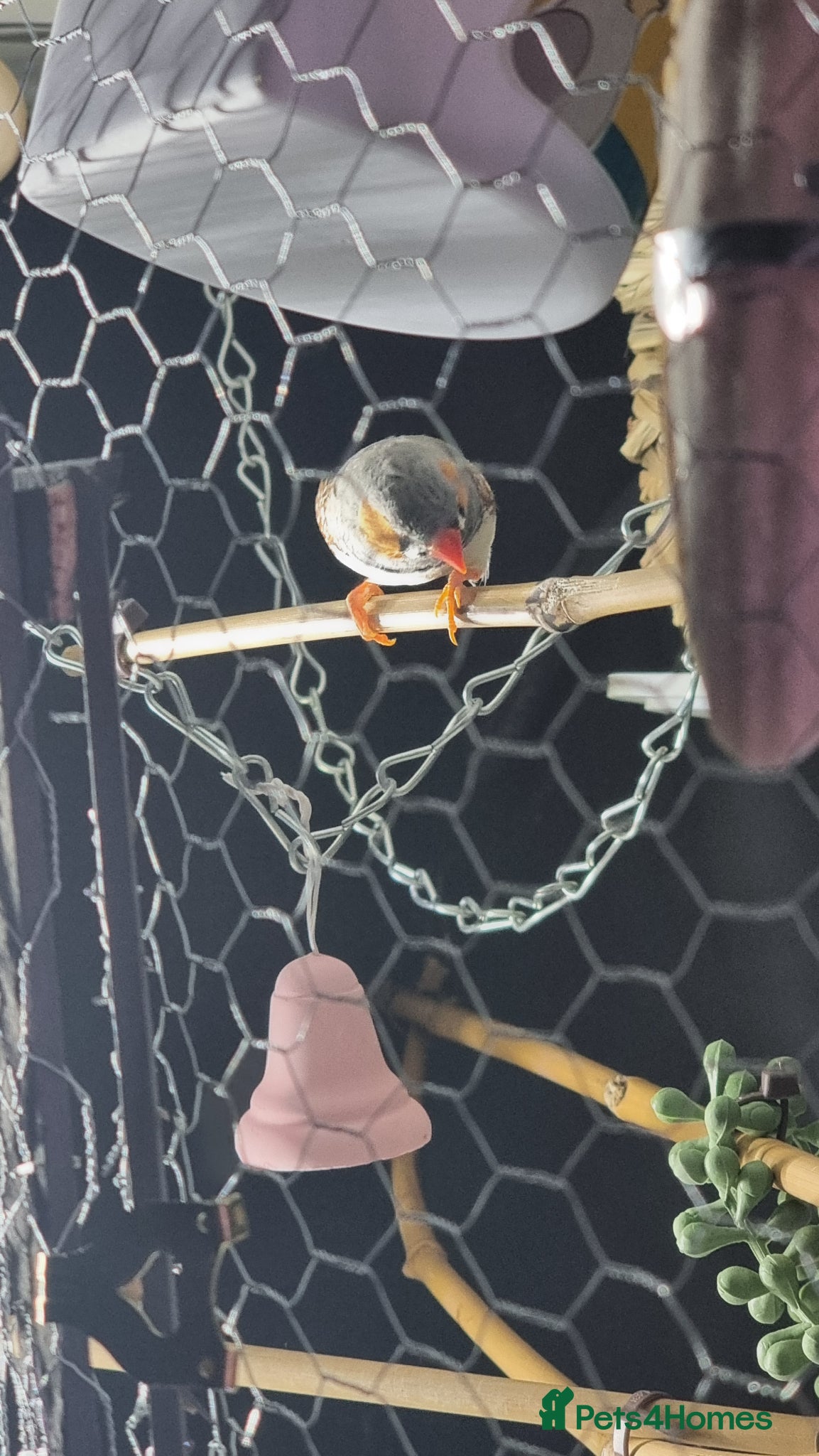 Finches birds Zebra finches - Advert 1