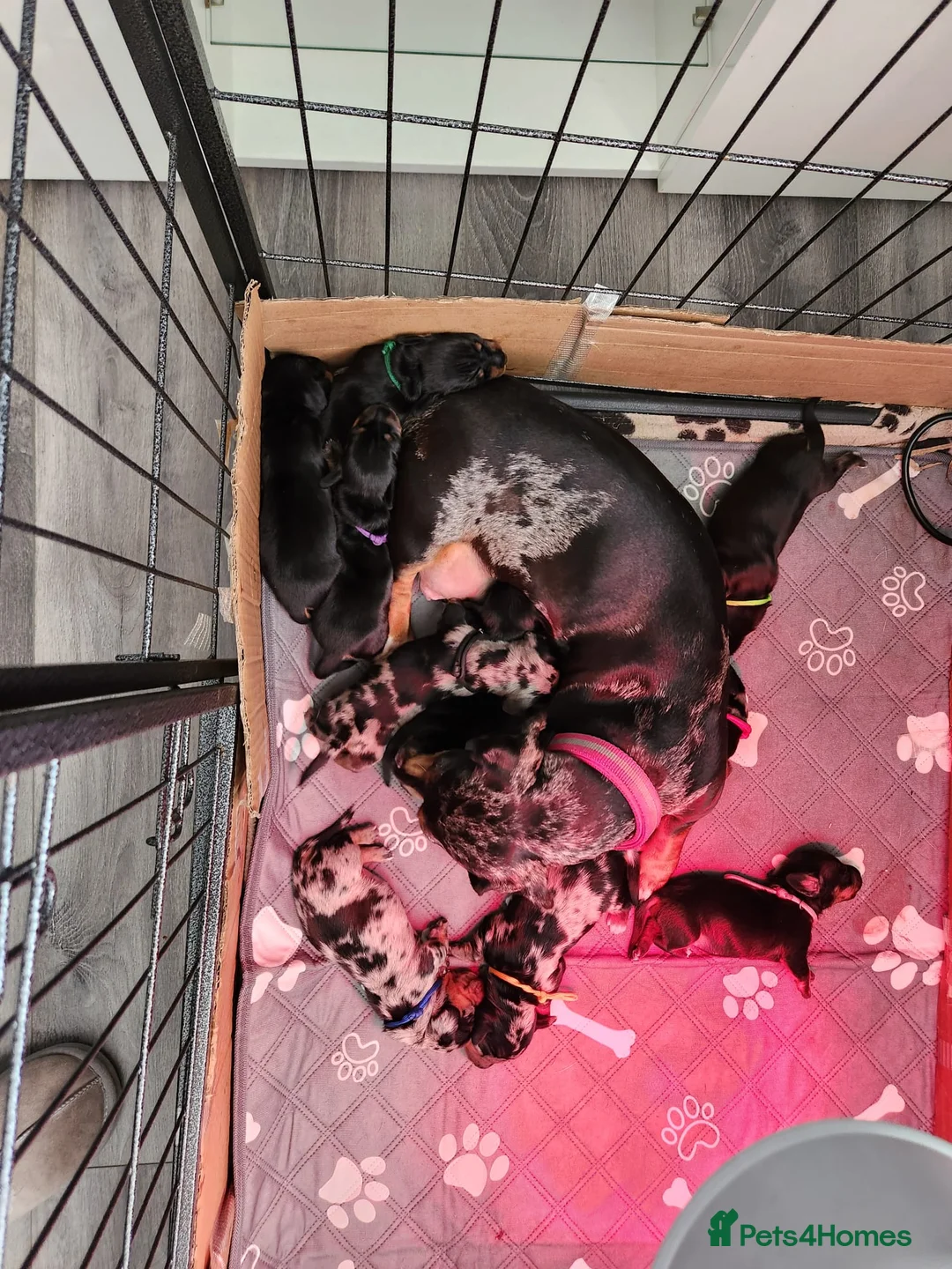 Dachshund dogs for sale: Miniature Dachshund puppies in Tipton - Advert 2