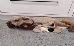Cockapoo dogs for sale: Stunning F2b cockapoos  - Image 2