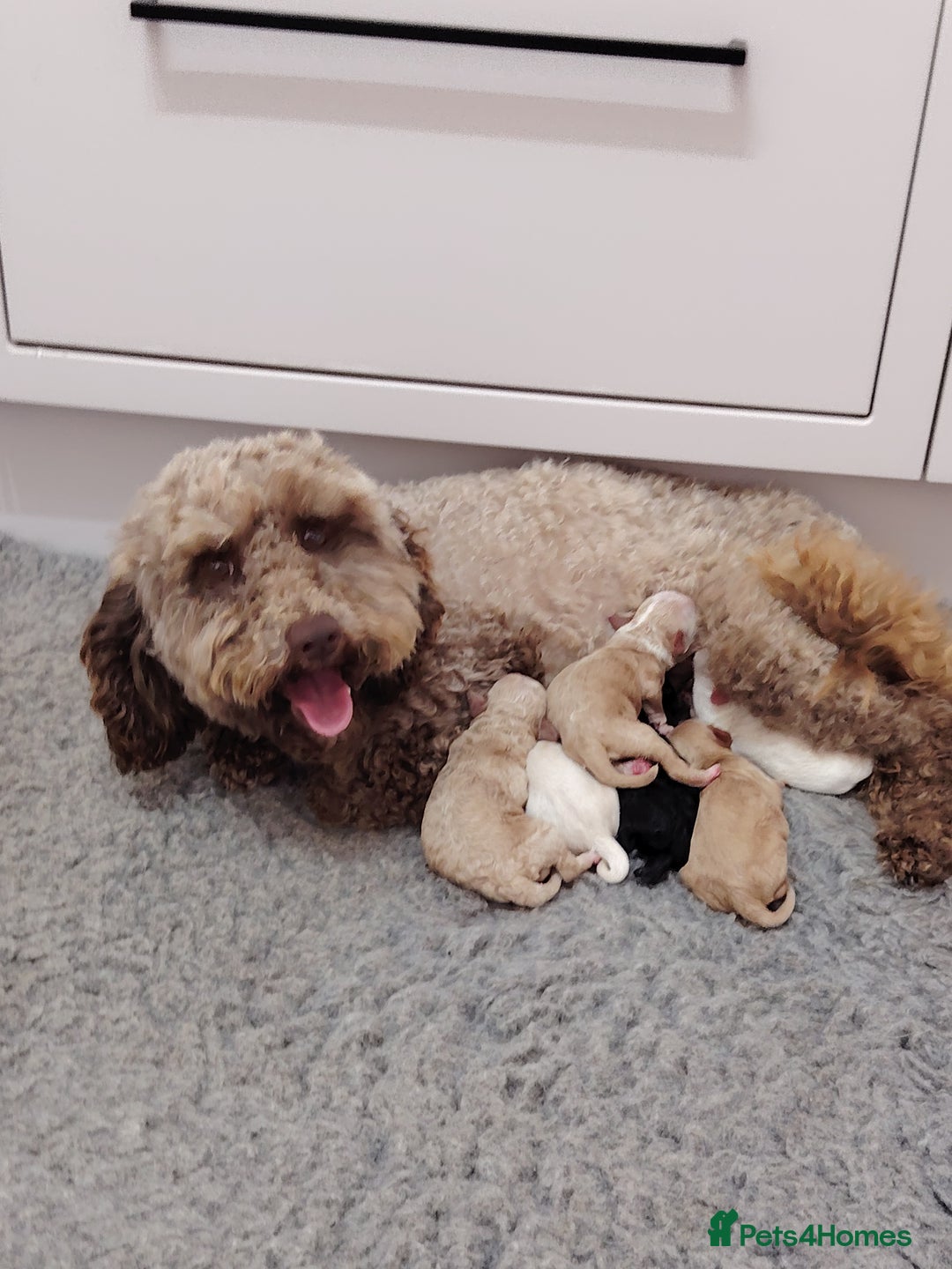 Cockapoo dogs for sale: Stunning F2b cockapoos  - Image 2