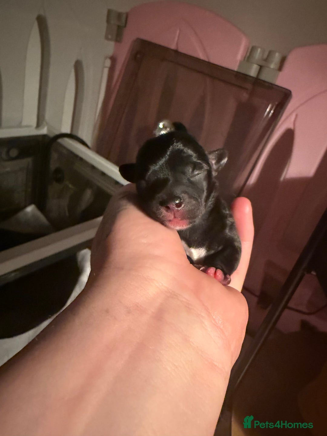Mixed Breed dogs for sale: Pugapoo  - Image 3