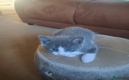 Mixed Breed cats for sale: 2 BEAUTIFUL BOY KITTENS AVAILABLE  - Image 6