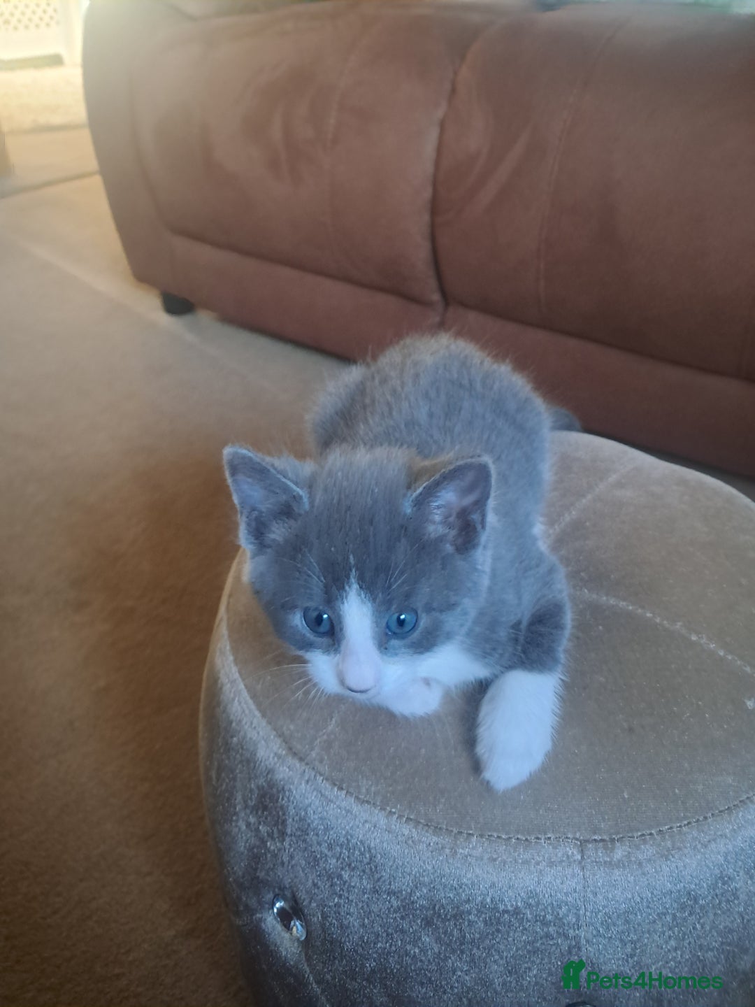 Mixed Breed cats for sale: 2 BEAUTIFUL BOY KITTENS AVAILABLE  - Image 6